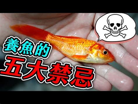 只養一隻魚|養魚新手入門：12個教學讓你養魚一次上手（新手必讀）